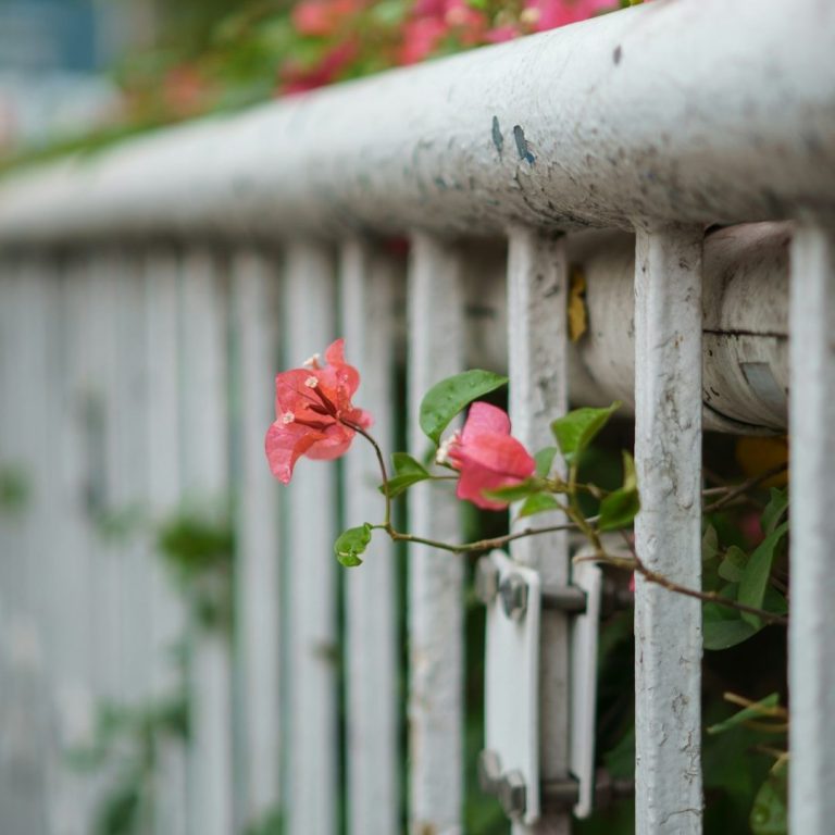 Rosa Blüten wachsen an einem weißen Fußgängergeländer.